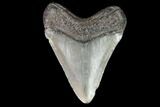 Juvenile Megalodon Tooth - Georgia #101358-1